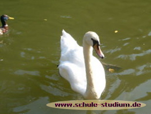 Schwanenweiher am Kurpark