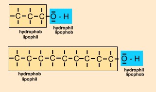 Aufbau des Alkohols in einen hydrophilen und hydrophoben teil.