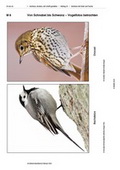 Vögel federleicht – Zeichnen mit Feder und Tusche. Kunst Arbeitsblätter
